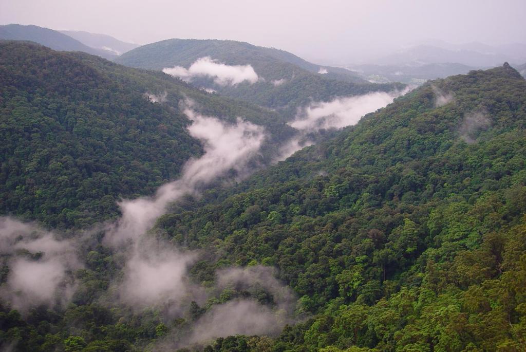 הוילה Springbrook Lyrebird Retreat מראה חיצוני תמונה