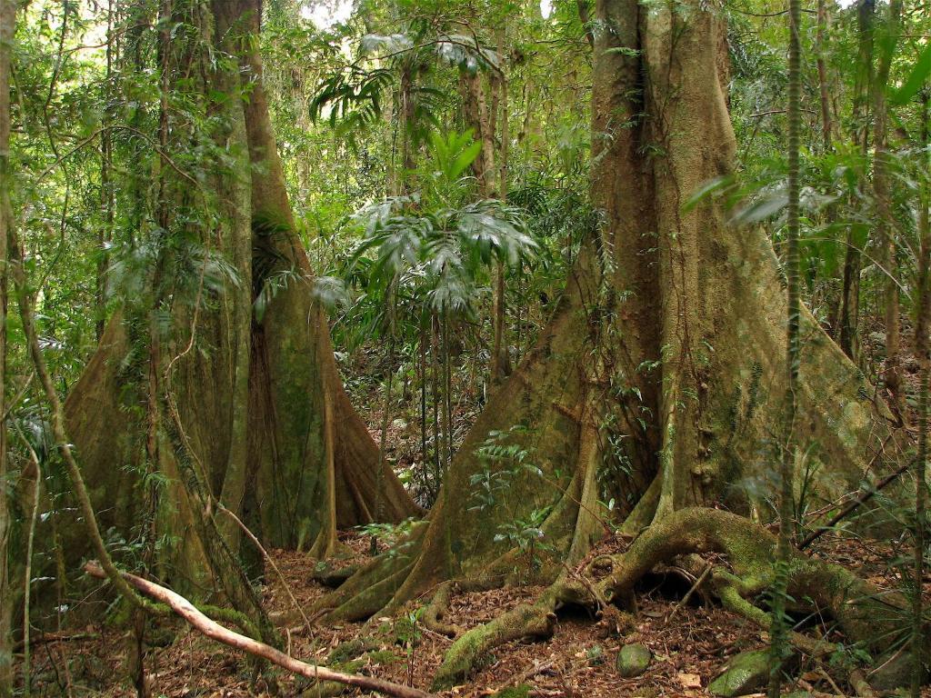 הוילה Springbrook Lyrebird Retreat מראה חיצוני תמונה