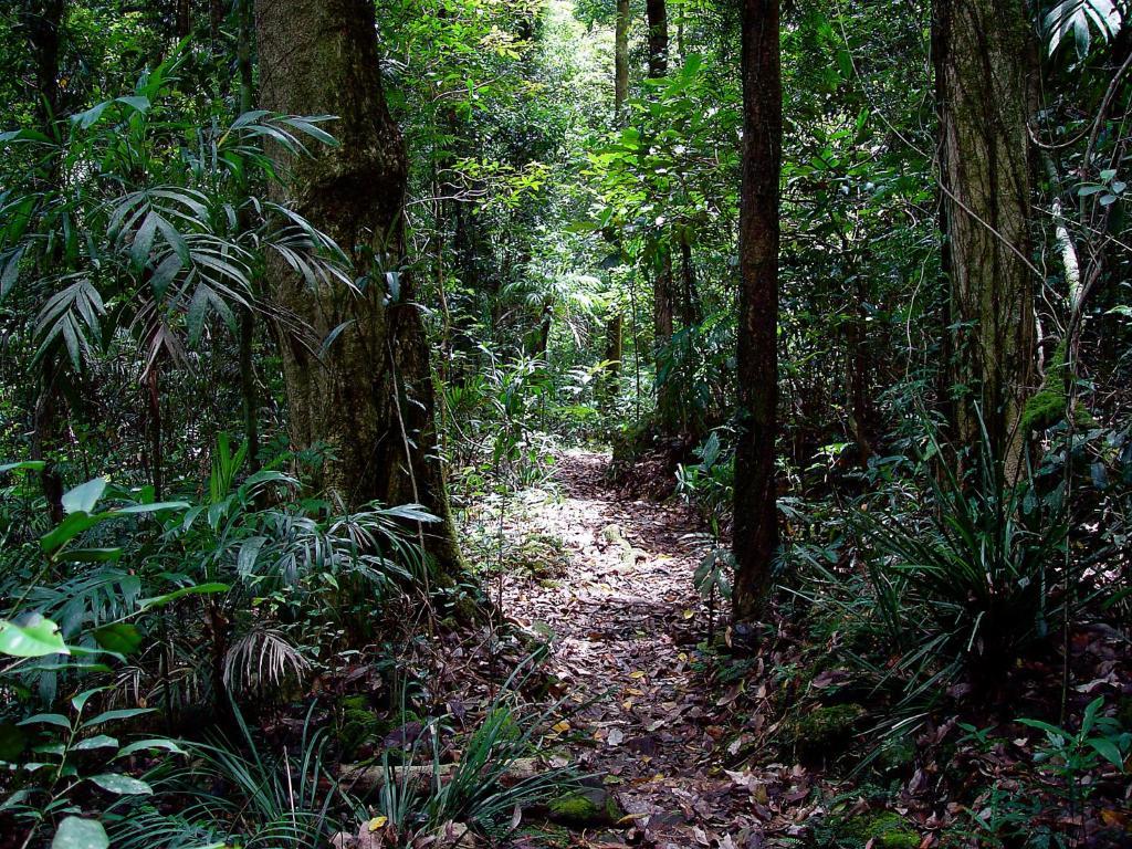 הוילה Springbrook Lyrebird Retreat מראה חיצוני תמונה