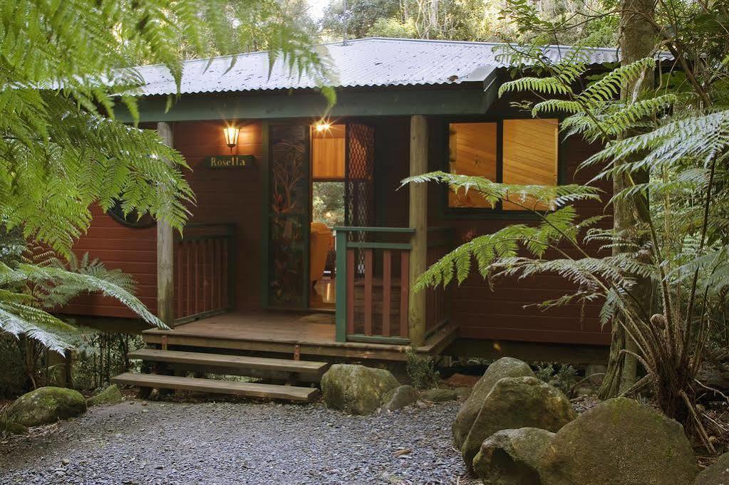 הוילה Springbrook Lyrebird Retreat מראה חיצוני תמונה